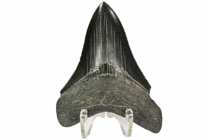 Serrated, Fossil Megalodon Tooth #107254